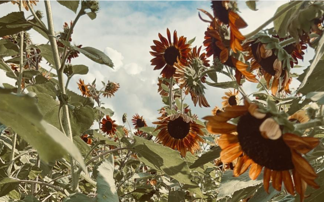 Sunshine and Sunflowers: A Day Out at Hubert Family Farms